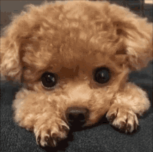 Puppy Dog GIF - Puppy Dog Cute GIFs