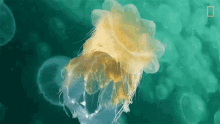 jellyfish reproduction world jellyfish day moon jellyfish underwater ocean