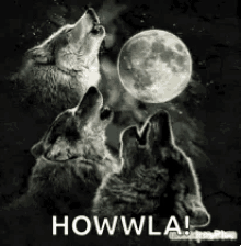 howlingatthe moon wolf moon howl