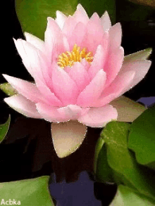Lotus Gifs Tenor