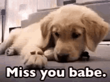 Miss You Sad GIF - Miss You Sad Dog GIFs