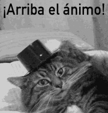 Arriba El Animo GIF - Cat Hats Off Top Hat GIFs