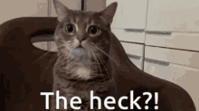 Theheck Cat GIF - Theheck Heck Cat GIFs