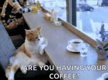 are you having your coffee cat bored cafe working