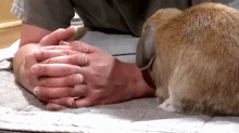 Pet Me Human GIF - Massage Pet Bunny GIFs