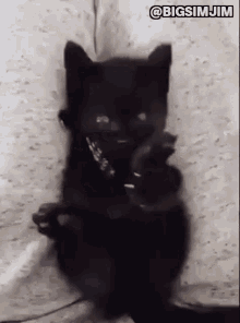 Kitten Black Cat GIF - Kitten Black Cat Cat GIFs