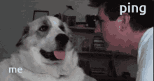Ping Slap GIF - Ping Slap Dog GIFs