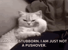 Stubborn Kitty GIF - Stubborn Kitty GIFs