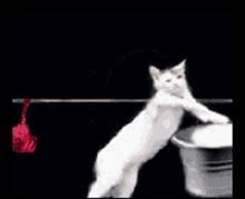 Cat Laundry Time GIF - Cat Laundry Time Chores GIFs
