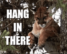 Hang In There Meme GIF - Hang In There Meme Cat GIFs
