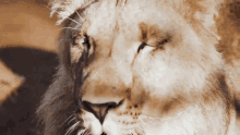 Lion Dean Schneider GIF - Lion Dean Schneider Yawn GIFs