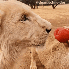Feeding The Lion Dean Schneider Vlog GIF - Feeding The Lion Dean Schneider Vlog Eat This GIFs