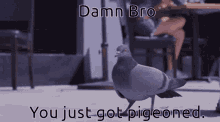 Pigeon Dance GIF - Pigeon Dance Pigeoned GIFs