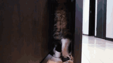 Gato Michi GIF - Gato Michi Cat GIFs