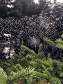 Spider Web GIF - Spider Web Nature GIFs