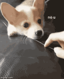 No You No U GIF - No You No U Puppy GIFs