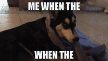 funny meme memes dog cute
