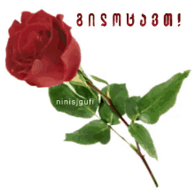 Ninisjgufi Rose GIF - Ninisjgufi Rose Red GIFs