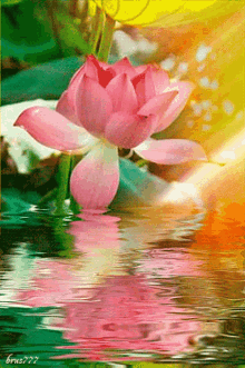 Lotus Sun Shine Pink Lotus Water With Sunray GIF - Lotus Sun Shine Lotus Sun Pink Lotus Water With Sunray GIFs