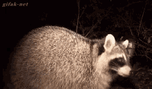 What You Looking At? GIF - Raccoon Cute Animals GIFs