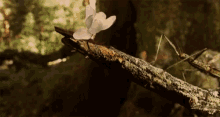 Insect Tree GIF - Insect Tree Branch GIFs