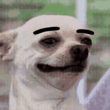 dog raise eyebrows chihuahua eyebrows