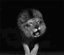 Leon Rugiendo GIF - Roar Lion King Of The Jungle GIFs