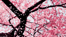 Falling Cherry Blooms GIF - Japan Cherry Blossoms Sakura GIFs