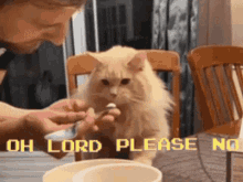 Oh Lord Please No GIF - Oh Lord Please No Cat GIFs