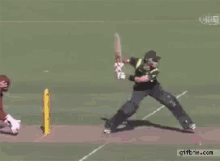 Cricket GIF - Cricket GIFs