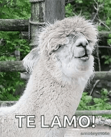 Te Lamo Llama GIF - Te Lamo Llama Laughing GIFs