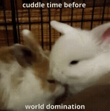 World Domination Cuddle Time GIF - World Domination Cuddle Time Night Bunnies GIFs