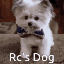 Rc Rcs Dog GIF - Rc Rcs Dog Rc Dog GIFs
