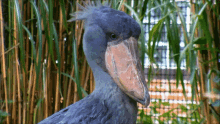 Shoebill What Did You Say GIF - Shoebill What Did You Say What The Hell GIFs