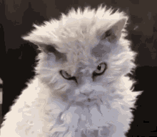 Cat Angry Mad GIF - Cat Angry Angry Mad GIFs