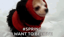wrapped up dog bundled up spring i want to believe