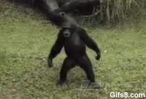 chimp-swagger.gif