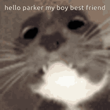 Parker Boy Best Friend GIF - Parker Boy Best Friend Cat GIFs