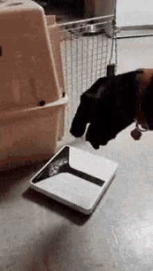 Dog Scales GIF - Dog Scales Weightloss GIFs