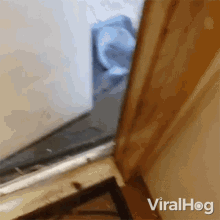 blocking the door viralhog you cant come out you cant go outside pet cat blocking the door viralhog you cant come out you cant go outside pet cat