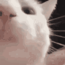 Kucing GIF - Kucing GIFs