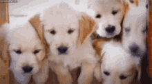 golden retriever dog puppy