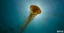 Jellyfish Chilling GIF - Jellyfish Chilling Peaceful GIFs