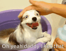 Oh Yeah Daddy Likes That Dog Smile GIF - Oh Yeah Daddy Likes That Dog Smile Dog GIFs