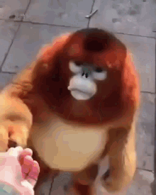 friend-shaped golden snub-nosed monkey follows you for a treat
