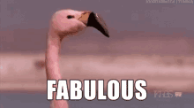 When You Know You Look Good GIF - Fabulous Flamingo Lookinggood GIFs