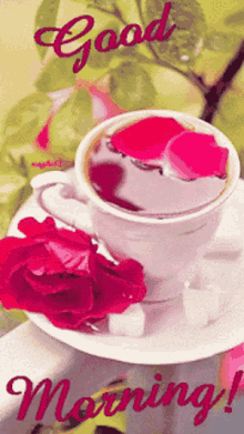 good morning cup teacup tea rose