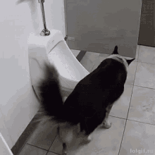 Dog Peeing GIF - Dog Peeing Potty Trained GIFs