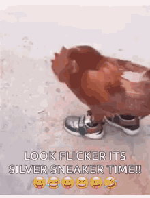 Chicken Shoes Funny Animals GIF - Chicken Shoes Funny Animals Rooster GIFs