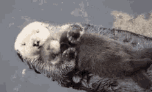 Otters Cuddling GIF - Otters Cuddling Cute GIFs